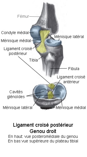 Blessure genou - Ligament croisé - laboratoire du skieur