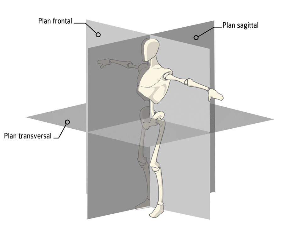 plans-transversal-lateral-sagital